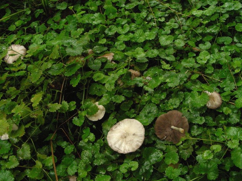 Pioggia e nervosismo con tanti funghi